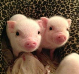 全國驚現首個豬價破 12 省份，羊價走勢或緊隨其后