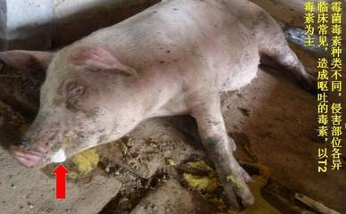 豬嘔吐是怎么回事兒？這5種原因，其中有一個是大麻煩！