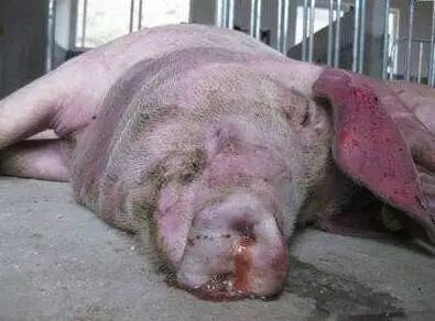 育肥豬與黃牛 警惕三種常見病，守護豐收成果